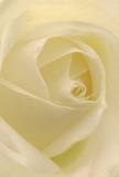 This captivating image draws you into the delicate center of a cream-white rose, as though you're nestled deep within its spiraling petals-an experience reminiscent of wandering Hackney Wick's peaceful corners on a quiet Sunday morning. The rose's unfurling layers are almost feather-light, with gentle shadows casting depth and a soft, glowing luminosity reminiscent of early daylight falling across the canal. There's a peacefulness here: each petal's edge exudes fragility, yet the perfect arrangement communicates resilience and thoughtfulness. The subtle interplay between ivory and pale yellow tones creates a sense of hope and renewal, much like the fresh creativity that thrives in the local studios. As an experienced Hackney Wick florist, I see in this bloom the purest symbol of reverence-ideal for conveying sympathy, admiration, or marking important life transitions. Imagine the faint sweet scent lingering in a cozy Hackney flat, understated yet comforting, a reminder of care and connection. The close perspective reveals not just the rose's remarkable form, but the artistry and intention behind choosing such an exquisite flower for a special moment, whether it's a message of gentle remembrance or a gesture of support delivered within the heart of East London.